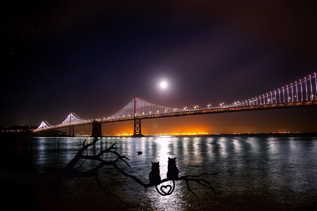 san francisco, oakland, bay bridge, water, reflections, moon, moonlight, port, night, nature, eve, dark, landmark, historical, architecture, lovely, hdr, cats, mood, atmospheric, light, in love, in love with cats, silhouette, branch, love, heart, romantic